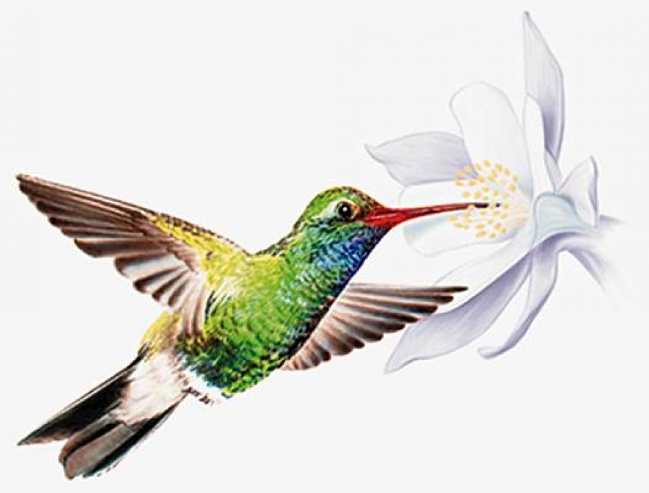 La fable du colibri